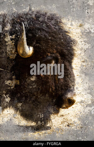 Amerikanische Bisons (Bison Bison) künstlerische Portrait mit strukturierten Hintergrund Stockfoto