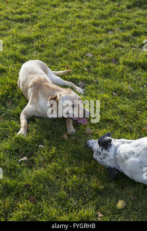 Labrador Retriever und dalmatinischen Verklebung auf einem park Stockfoto