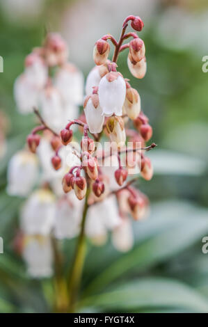 Pieris Japonica hautnah Stockfoto