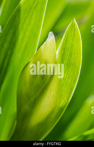 Iris Knospe Nahaufnahme noch versteckt mit Blatt und Gegenlicht Stockfoto