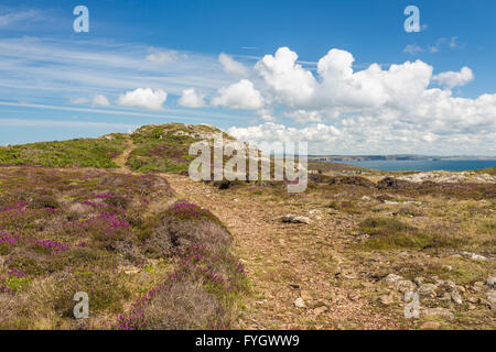 Pembrokeshire Coast Path durch Heide in der Nähe Treginnis - Pembrokeshire Stockfoto