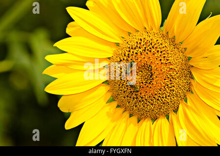 Gelbe Sonnenblumen ist durch Bienen bestäubt. Stockfoto