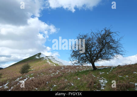 Winterschnee und ein einziger Weißdornbaum an der Seite des Lawley, in den Shropshire Hills, England. Ein Gebiet von außergewöhnlicher natürlicher Schönheit Stockfoto