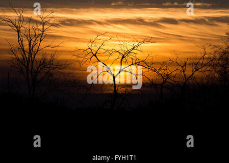 Sonnenuntergang über der RSPB Natur reserve an Schinken Wand nahe der Street in Somerset, England Stockfoto