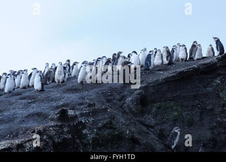 Mauser, Erwachsenen und Jugendlichen stehen Pinguine Zügelpinguinen (Pygoscelis Antarctica) auf schwarzem Vulkansand in ihre Verschachtelung Kolonie. Stockfoto