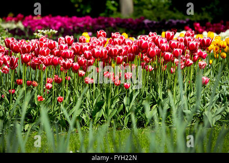 Atemberaubende Tulpen auf dem Display auf Keukenhof, Niederlande. Keukenhof ist auch bekannt als der Garten Europas und zählt zu des weltweit Stockfoto