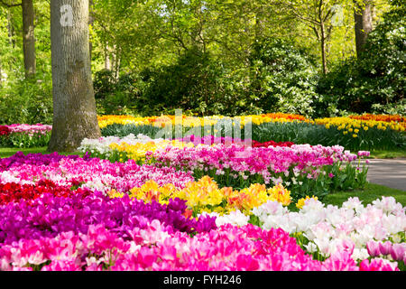 Atemberaubende Tulpen auf dem Display auf Keukenhof, Niederlande. Keukenhof ist auch bekannt als der Garten Europas und zählt zu des weltweit Stockfoto