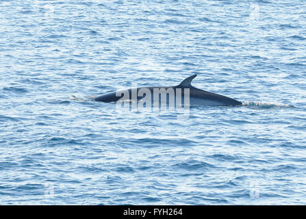 Den Rücken und die Rückenflosse eines antarktischen Zwergwal (Balaenoptera Bonaerensis). Hope Bay, Trinity Halbinsel, Antarktis Stockfoto