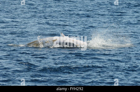 Eine Antarktis Zwergwal (Balaenoptera Bonaerensis) stürzt ins Wasser nach Verletzung aussetzen der weißen Unterseite. Stockfoto