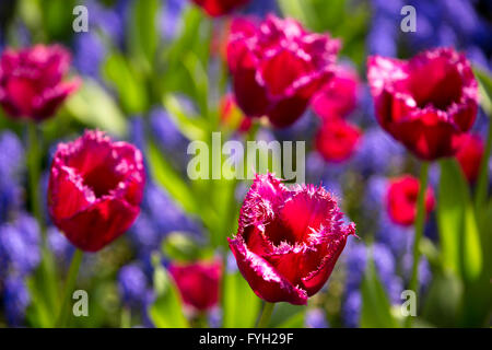 Atemberaubende Tulpen auf dem Display auf Keukenhof, Niederlande. Keukenhof ist auch bekannt als der Garten Europas und zählt zu des weltweit Stockfoto