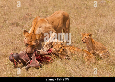 Löwin mit jungen ernähren sich von einem frisch getöteten Warzenschwein, aufgenommen während des Aufenthalt im Rekero Camp in der Masai Mara, Kenia safari Stockfoto