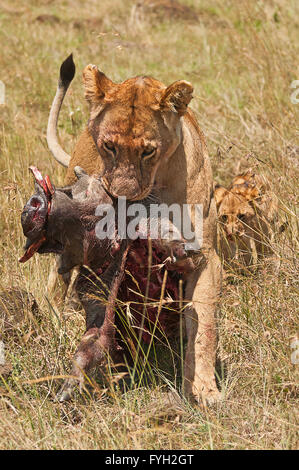 Löwin mit jungen nach, wie sie bewegt sich ein frisch getöteten Warzenschwein, aufgenommen während auf Safari im Rekero Camp in der Masai Mara, Kenia Stockfoto