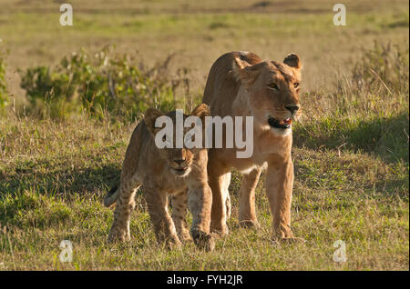 Löwin und Cub aus der Marsh stolz zu Fuß über die weiten Ebenen, aufgenommen während Ihres Aufenthalts im Rekero Camp in der Masai Mara, Kenia Stockfoto