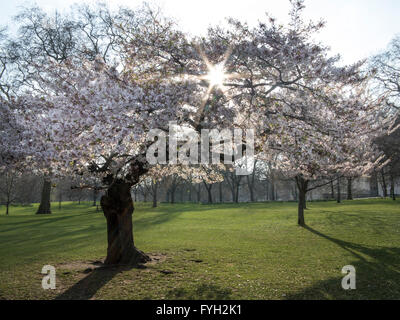 Spring Blossom an sonnigen Tag im St. James Park, London Stockfoto