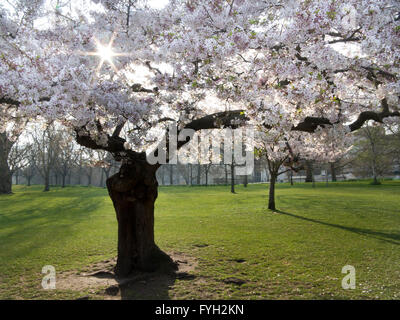 Spring Blossom an sonnigen Tag im St. James Park, London Stockfoto