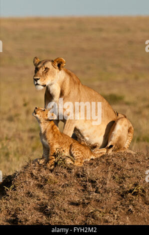 Löwin und Cub warten auf den Rest des Rudels Paradies zurückkehren, werden während Ihres Aufenthalts im Rekero Camp in der Masai Mara, Kenia Stockfoto