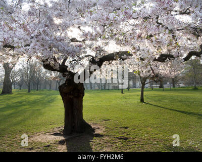 Spring Blossom an sonnigen Tag im St. James Park, London Stockfoto