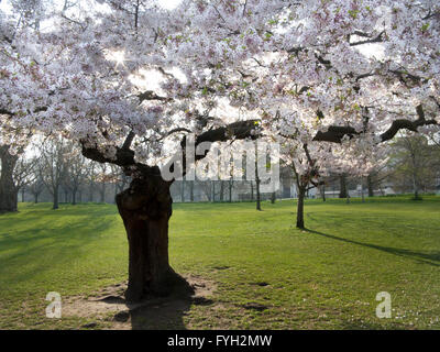 Spring Blossom an sonnigen Tag im St. James Park, London Stockfoto