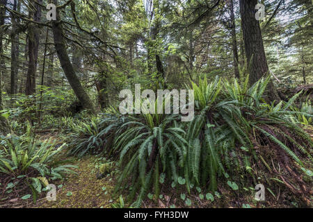 Krankenschwester-Protokoll abgedeckt mit Farnen, Pacific Rim National Park, Tofino, Britisch-Kolumbien Stockfoto