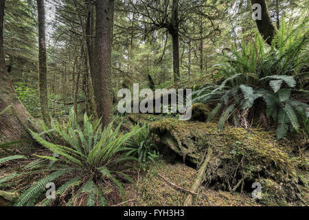 Gefallenen Riesen westliche rote Zeder drehen in eine Krankenschwester Log, Pacific Rim National Park, Tofino, Britisch-Kolumbien Stockfoto