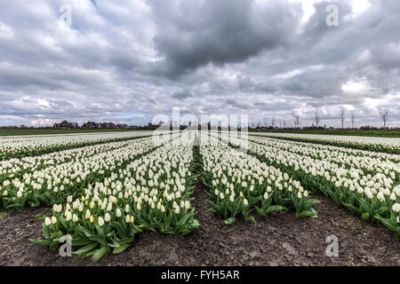 Gewitterhimmel durch eine schöne weiße Tulpe-Feld in den Niederlanden im Frühjahr. Stockfoto