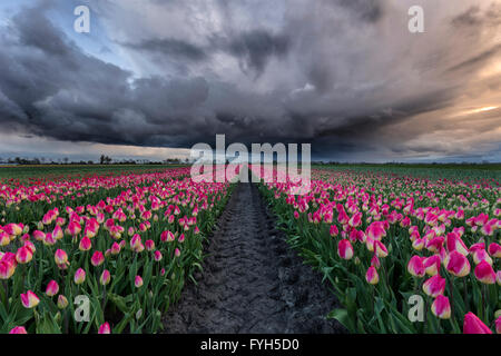 Gewitterhimmel durch eine schöne rosa mit weißen Tulpenfeld in den Niederlanden im Frühjahr. Stockfoto