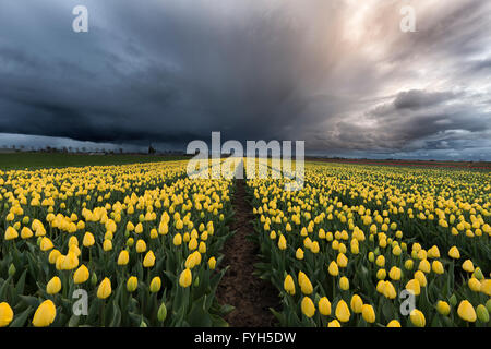 Gewitterhimmel durch eine schöne gelbe Tulpe-Feld in den Niederlanden im Frühjahr. Stockfoto