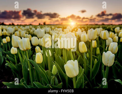 Sonnenuntergang von einem schönen Tulpenfeld in den Niederlanden im Frühjahr. Stockfoto