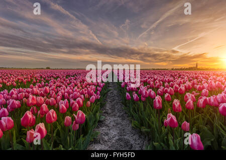 Sonnenuntergang von einem schönen Tulpenfeld in den Niederlanden im Frühjahr. Stockfoto