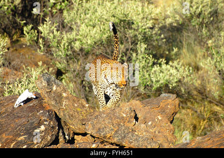 Leopard - Namibia Stockfoto
