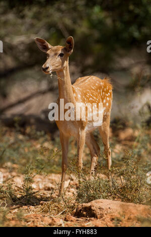 Weibliche mesopotamische Damhirsche (Dama Mesopotamica) Bilder aus dem Monat in Israel Carmel Wald im August Stockfoto