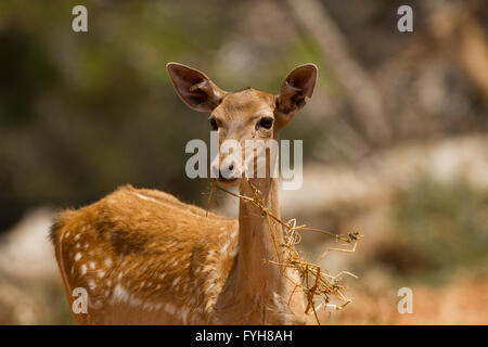 Weibliche mesopotamische Damhirsche (Dama Mesopotamica) Bilder aus dem Monat in Israel Carmel Wald im August Stockfoto