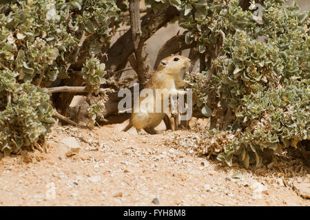 Fette Sand Ratte (Psammomys Obesus). Das terrestrische Nagetier findet sich vor allem in Nordafrika und dem Nahen Osten, von Mauri Stockfoto