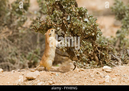 Fette Sand Ratte (Psammomys Obesus). Das terrestrische Nagetier findet sich vor allem in Nordafrika und dem Nahen Osten, von Mauri Stockfoto