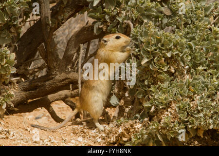 Fette Sand Ratte (Psammomys Obesus). Das terrestrische Nagetier findet sich vor allem in Nordafrika und dem Nahen Osten, von Mauri Stockfoto