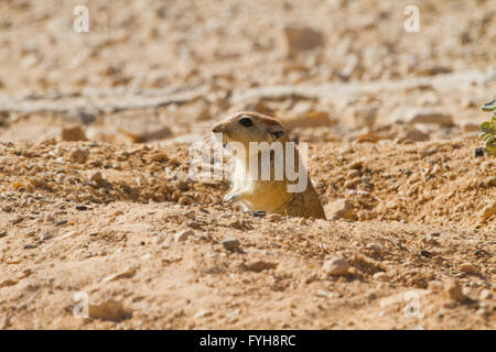 Fette Sand Ratte (Psammomys Obesus). Das terrestrische Nagetier findet sich vor allem in Nordafrika und dem Nahen Osten, von Mauri Stockfoto
