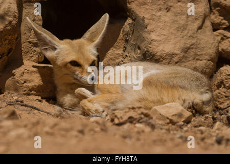 Fennec Fuchs (Vulpes Zerda), Wüste Sinai, Ägypten Stockfoto