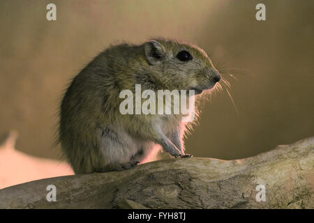 Fette Sand Ratte (Psammomys Obesus). Das terrestrische Nagetier findet sich vor allem in Nordafrika und dem Nahen Osten, von Mauri Stockfoto