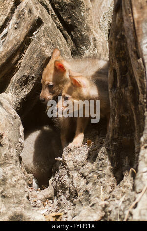 Jungtiere von einem Goldschakal (Canis Aureus), auch genannt der asiatischen, orientalischen oder gemeinsame Schakal in einer Höhle auf einem Olivenbaum zu fotografieren Stockfoto