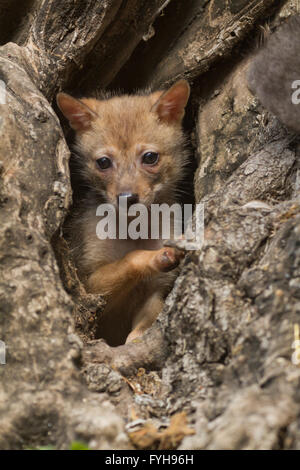 Jungtiere von einem Goldschakal (Canis Aureus), auch genannt der asiatischen, orientalischen oder gemeinsame Schakal in einer Höhle auf einem Olivenbaum zu fotografieren Stockfoto