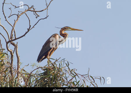 Lila Reiher (Ardea Purpurea) auf Baumkronen, Hefer Tal, Israel Stockfoto