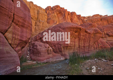 Wadi Zered (Wadi Hassa oder Hasa) im westlichen Jordanien. Ein Sand Stone Canyon mit Frash fließendes Wasser Stockfoto