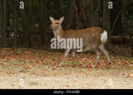 Sika Rotwild (Cervus Nippon), auch bekannt als die gefleckte Rehe oder der japanischen Hirsch, Insel Kinkazan, Japan Stockfoto