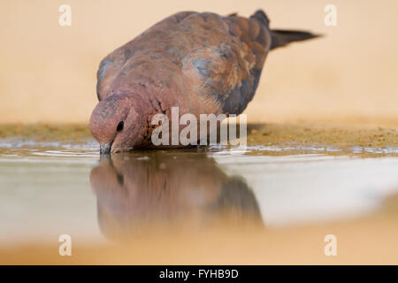 Taube (Spilopelia Senegalensis) Trinkwasser in der Wüste Negev-Wüste, Israel zu lachen. Die Lachen Taube ist ein gemeinsamer Wohnsitz Stockfoto