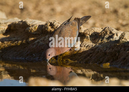 Taube (Spilopelia Senegalensis) Trinkwasser in der Wüste Negev-Wüste, Israel zu lachen. Die Lachen Taube ist ein gemeinsamer Wohnsitz Stockfoto