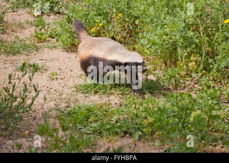 Honigdachs (Mellivora Capensis), Honigdachs, auch bekannt als der Ratel ist ein Mitglied der Familie Mustelidae. Fotografiert Stockfoto