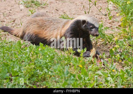 Honigdachs (Mellivora Capensis), Honigdachs, auch bekannt als der Ratel ist ein Mitglied der Familie Mustelidae. Fotografiert Stockfoto