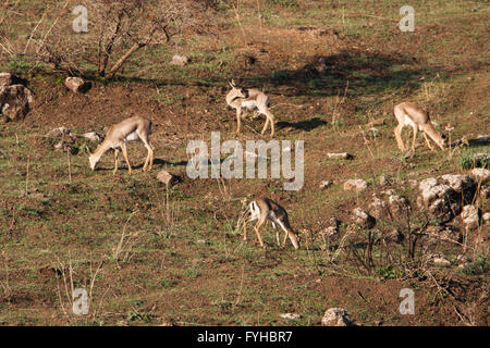 Berg-Gazelle (Gazelle Gazelle). In der unteren Galiläa, Israel fotografiert. Der Berg Gazella ist die am weitesten verbreitete Gazelle ich Stockfoto