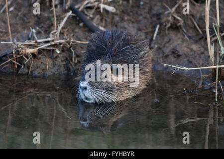 Nutrias oder Nutria (Biber brummeln) Israel, Hula-Tal Stockfoto