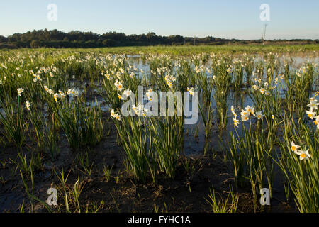 Narcissus Tazetta (Paperwhite, Haufen blühenden Narzissen, chinesische Heilige Lilie, Joss Blume) in einem Sumpf, israel Stockfoto